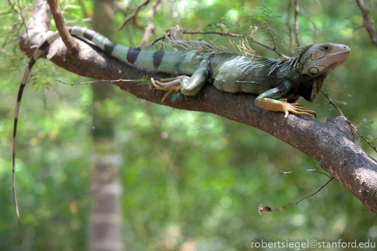 green iguana